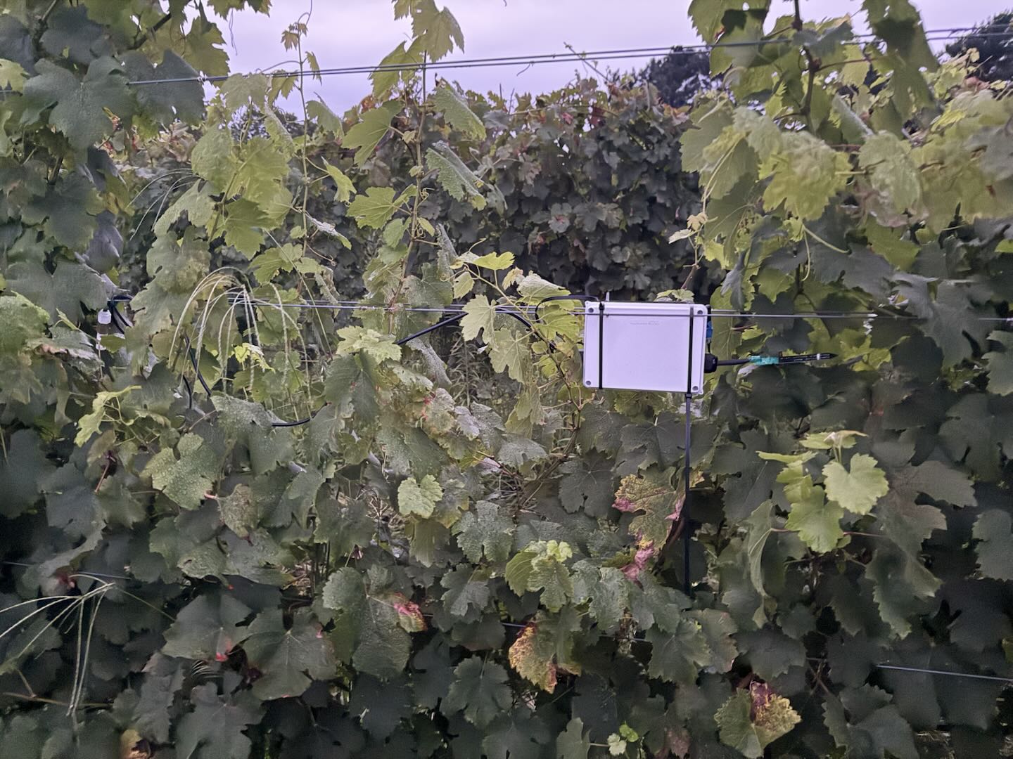 Close view of a project enclosure at fruiting-wire height