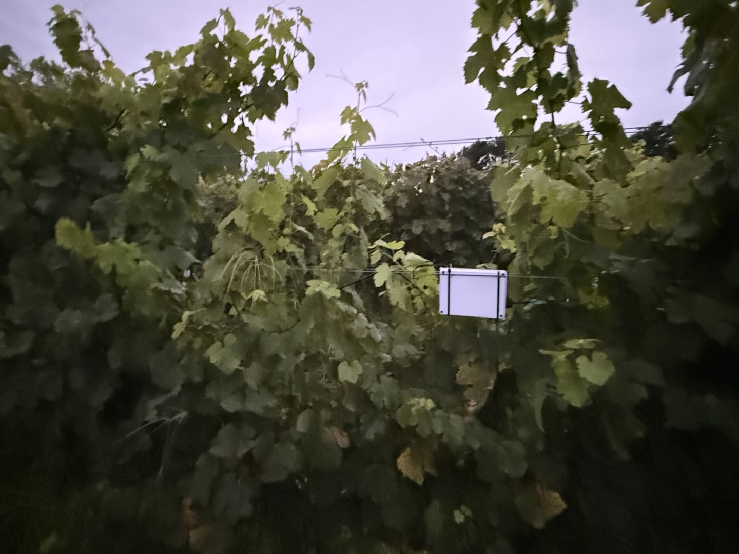 Project sensor enclosure among dense grapevine foliage