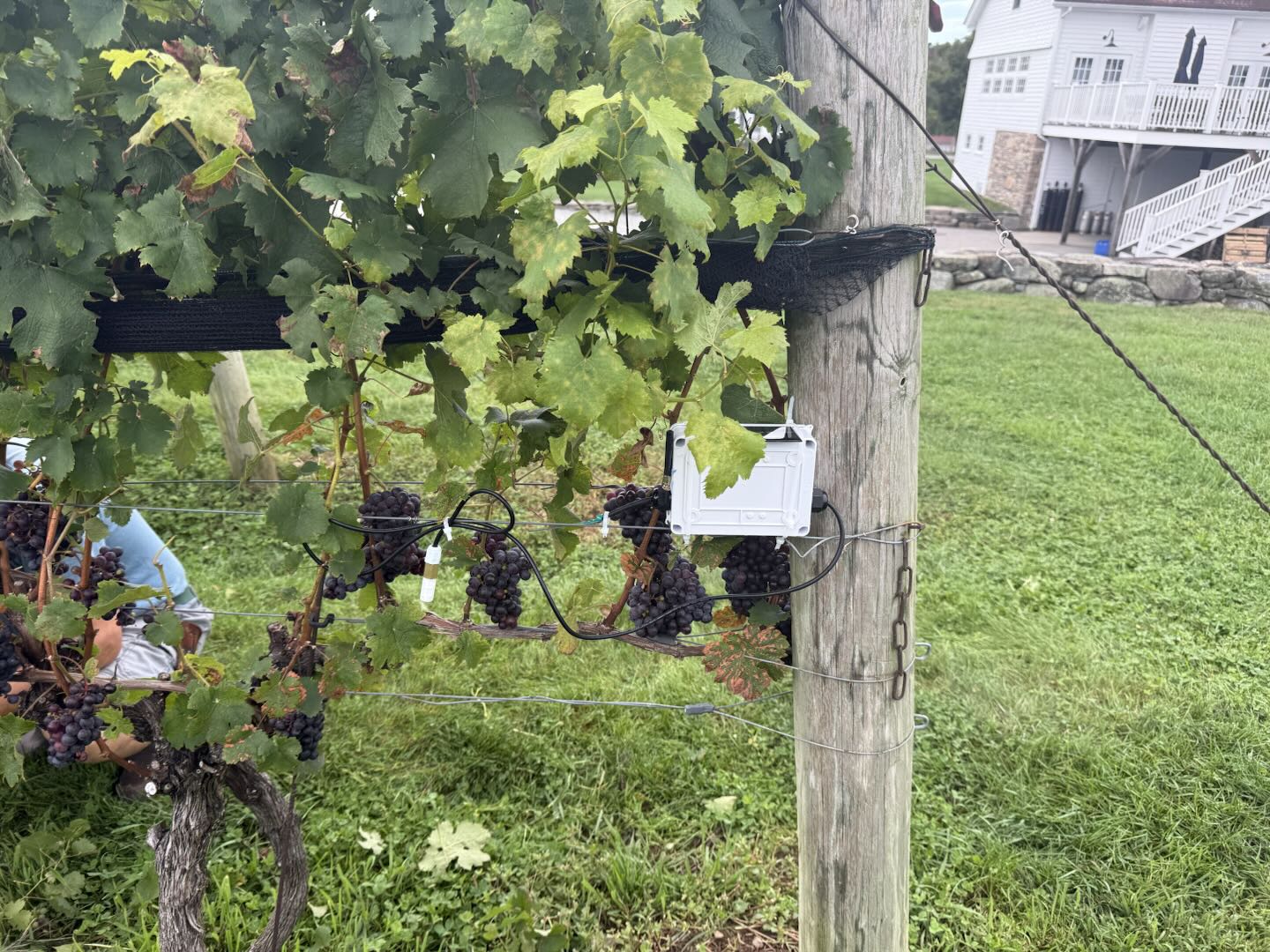 A Persephone's Basket node mounted on a trellis post among grape clusters